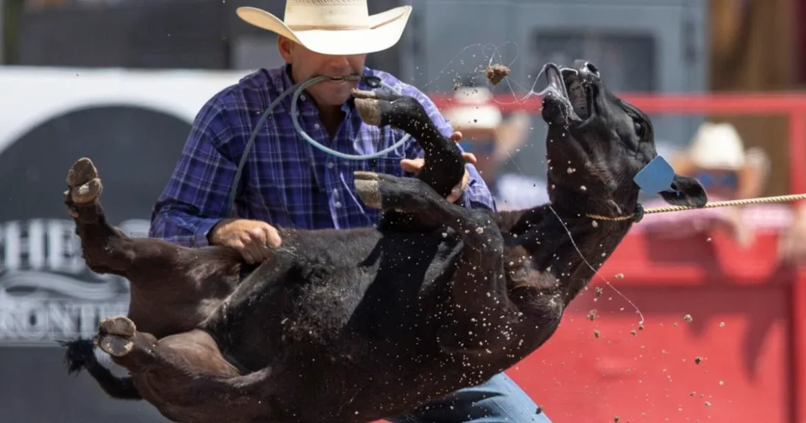 Heartbreaking News: Bull Riding Banned Due to….