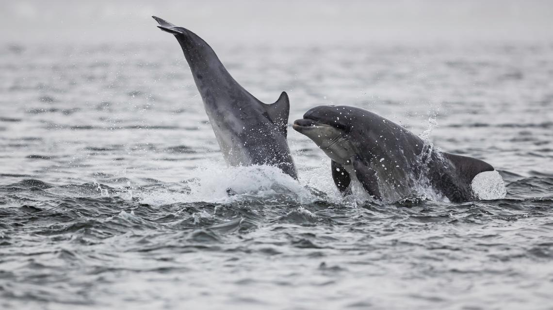 Shocking Discovery: Dolphins Are Inhaling Microplastics at Alarming Rates, Just Like Humans